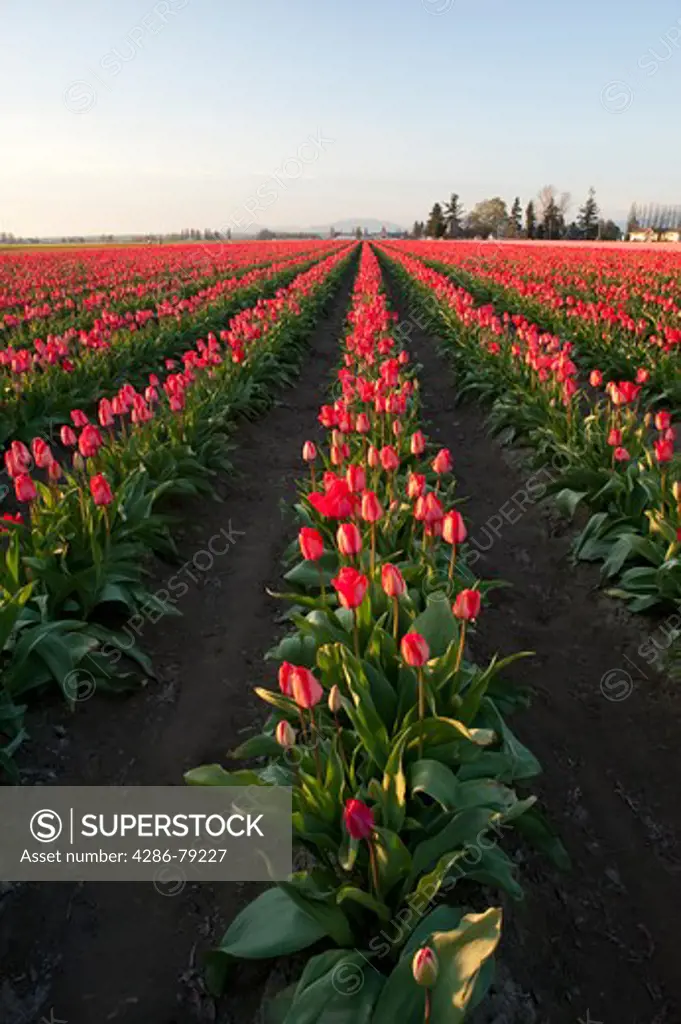 Red tulip fileds sunset light near Mount Vernon Washington State USA