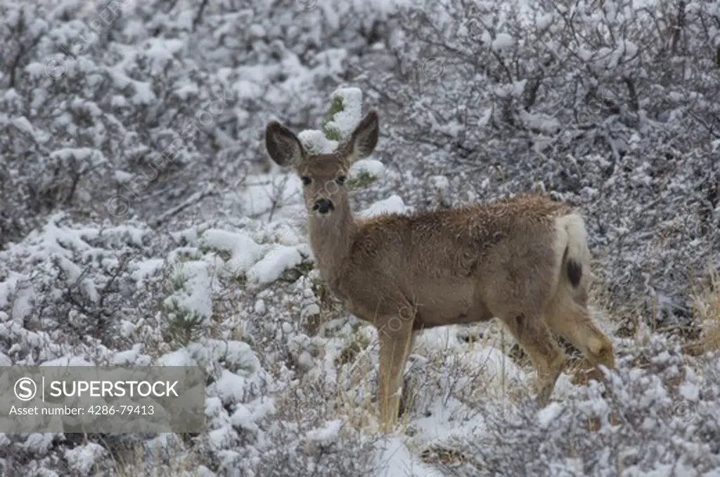 mule deer, Odocoileus hemionus, winter, snow