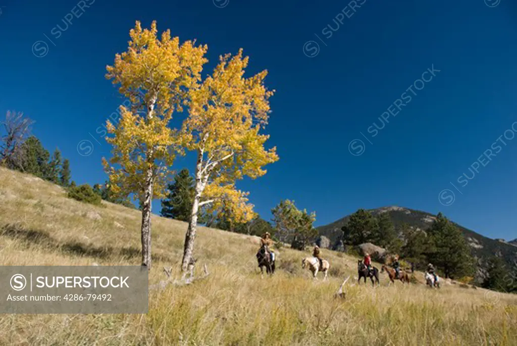 Family group outdoors on a crisp and cool fall morning riding horses on a wrangler-led ride, amid aspen groves high in the Rocky Mountains, near Estes Park, Colorado, USA