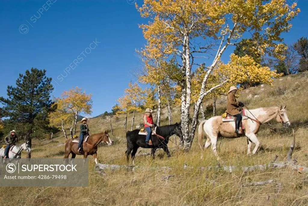 Family group outdoors on a crisp and cool fall morning riding horses on a wrangler-led ride, amid aspen groves high in Rocky Mountain National Park, near Estes Park, Colorado, USA