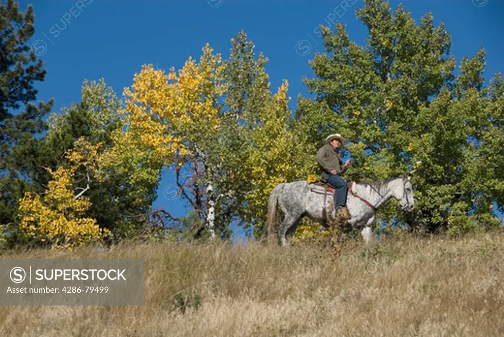 Family group outdoors on a crisp and cool fall morning riding horses on a wrangler-led ride, amid aspen groves high in Rocky Mountains, near Estes Park, Colorado, USA