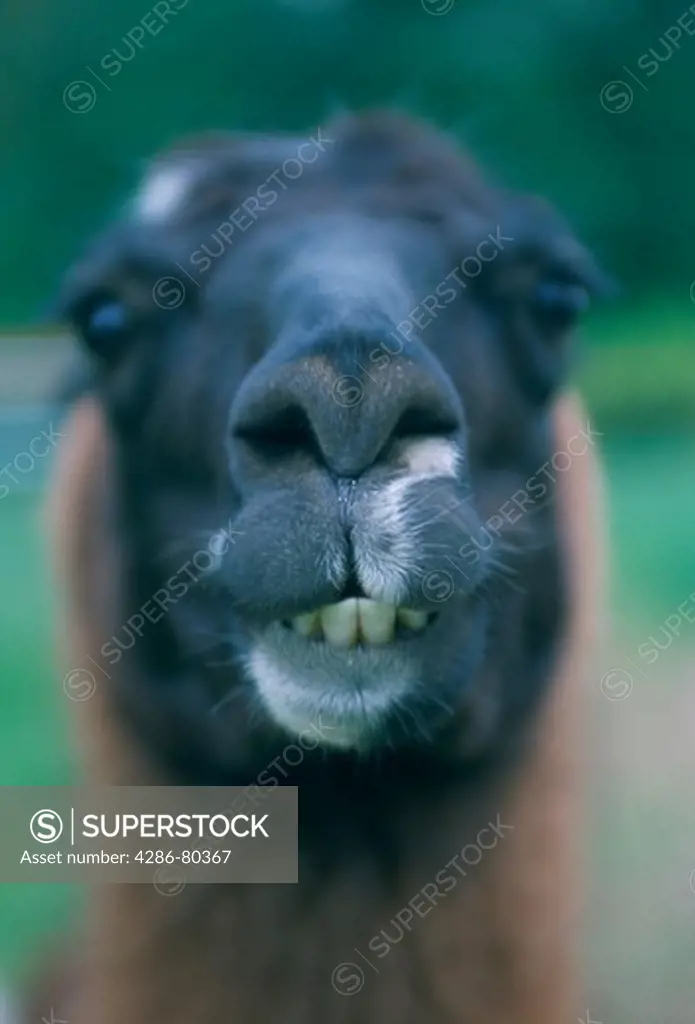 Close-up shot of a llama 
