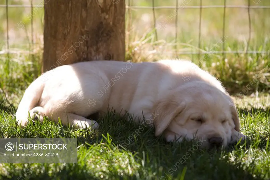 Yellow labrador puppy sleeping next to fence