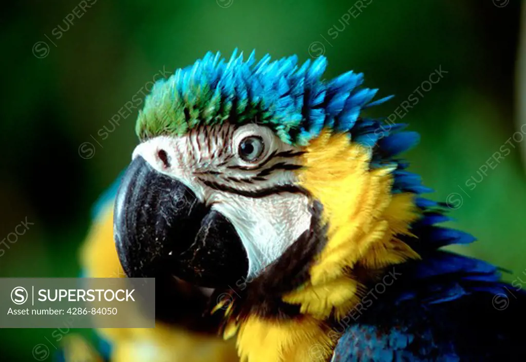 Portrait of a blue-and-gold macaw.