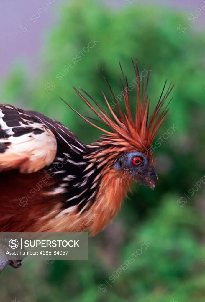 Hoatzin, an unusual species of tropical bird found in swamps, riverine forest and mangrove of the Amazon and the Orinoco deltas.