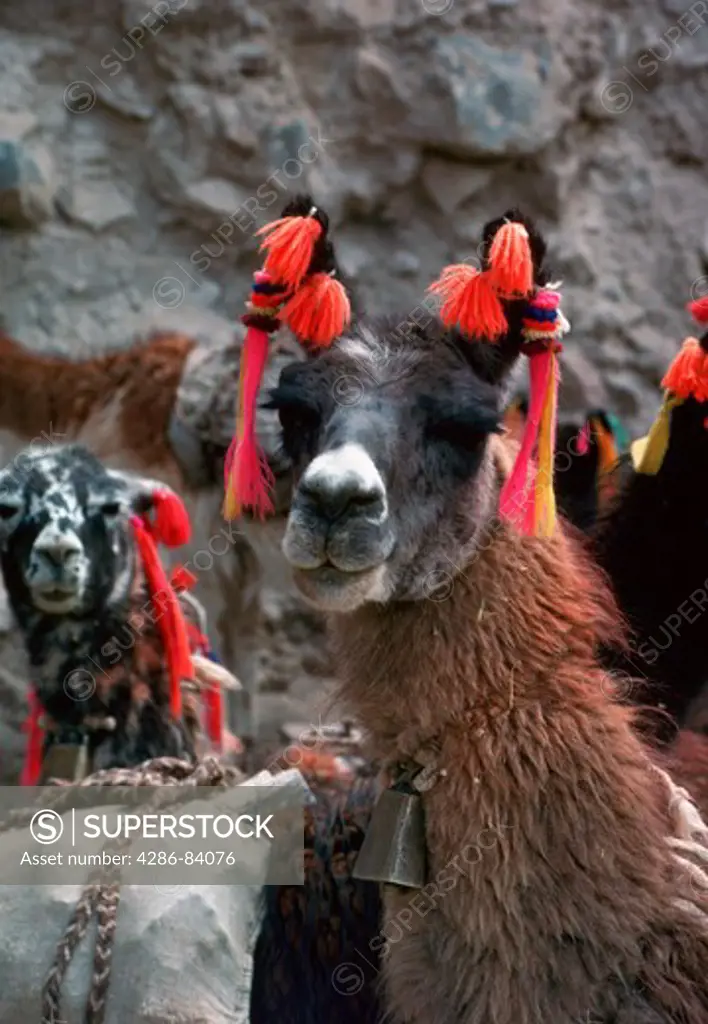 Llama pack train in the Colca River gorge in Peru.