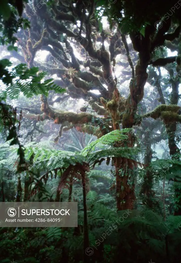 Inside the South American rain forest.