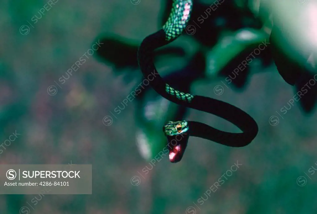 Parrot or lora snake, a toothless tree snake.
