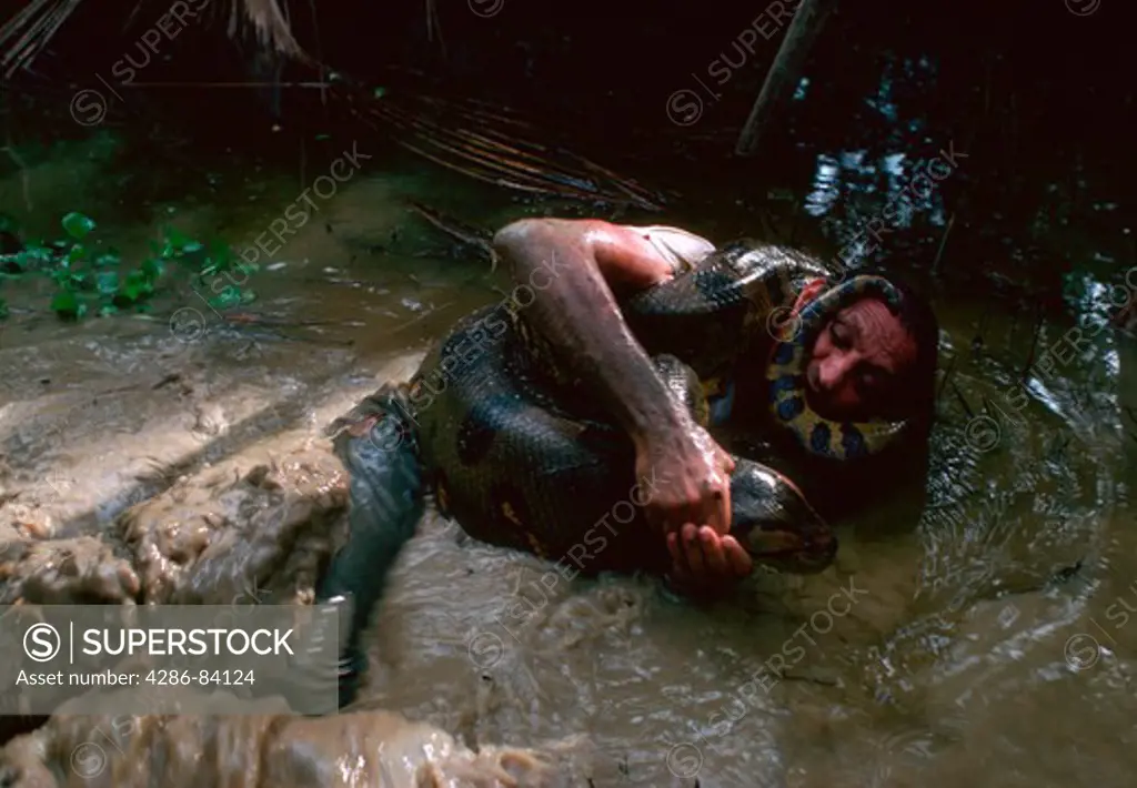 Man wrestles green anaconda in Amazonian swamp.