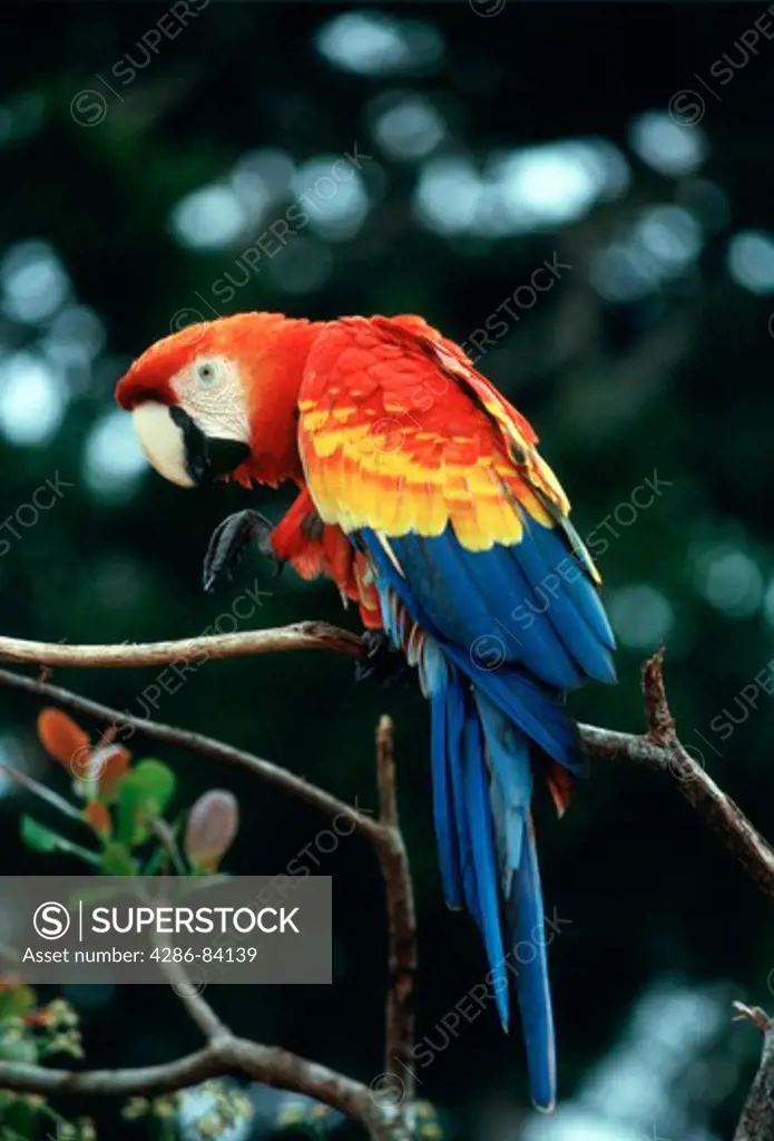 Scarlet macaw (Ara macao), largest of the parrots.