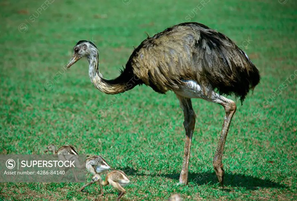A flightless emu and her chicks.