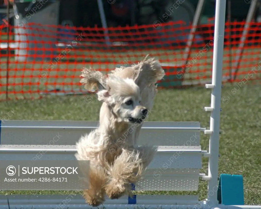 Poodle completes a jump at a dog agility trial.