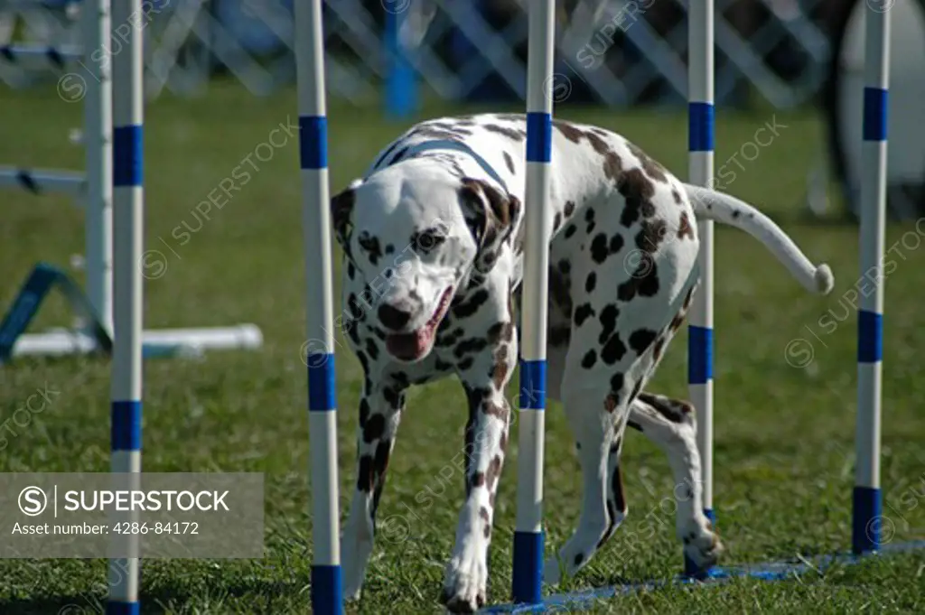 Dalmatian manuevers through weave obstacle at a dog agility trial.