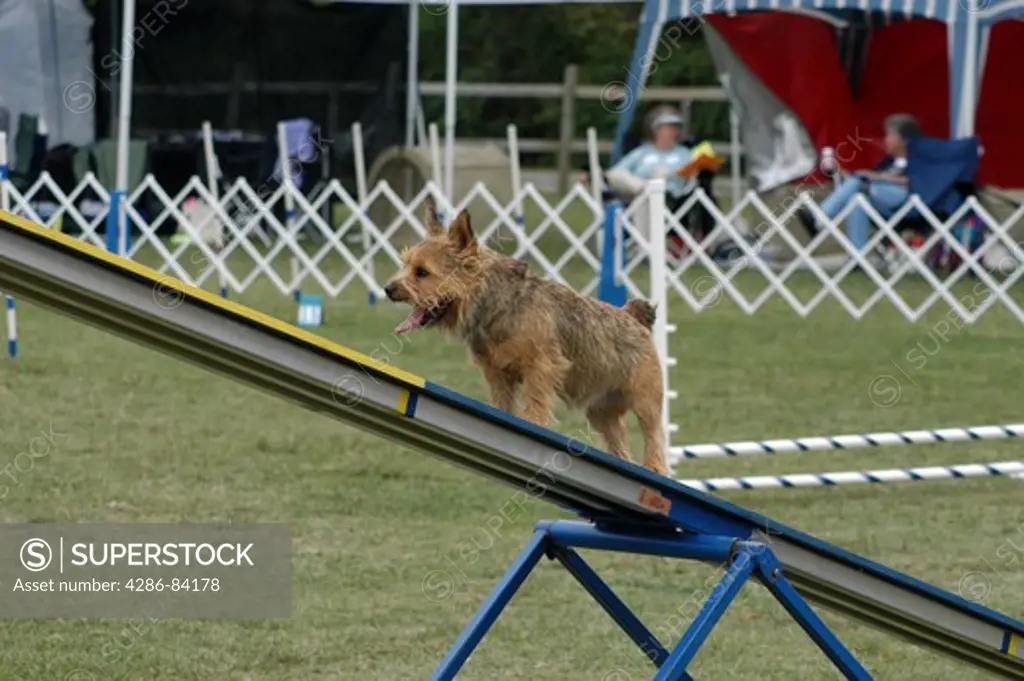 Dog hesitates at the apex of a see saw during a dog agility trial.                               