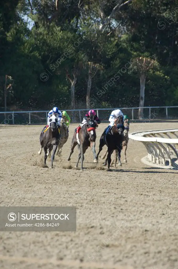 Horse racing at Hollywood Park California.