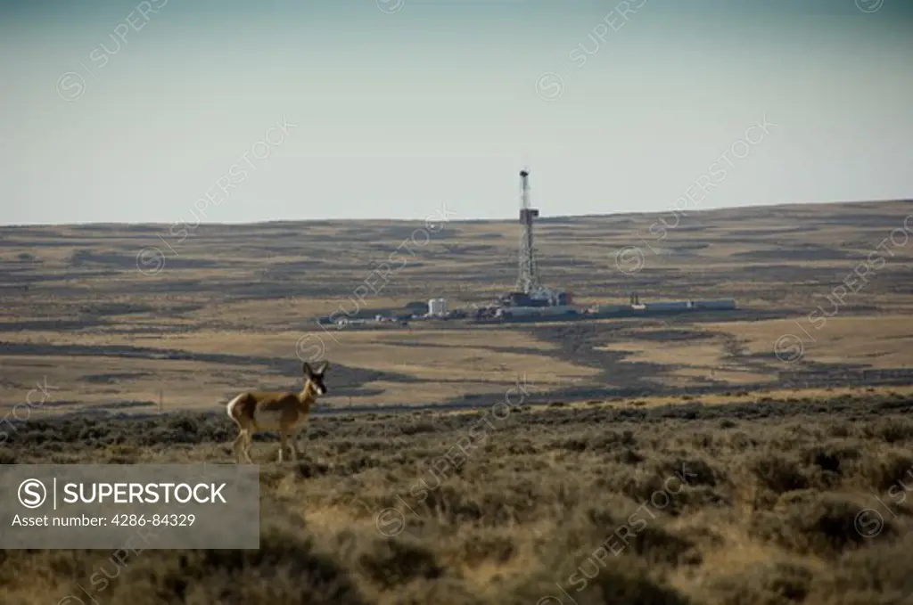 Drilling rig and antelope in Wyoming.