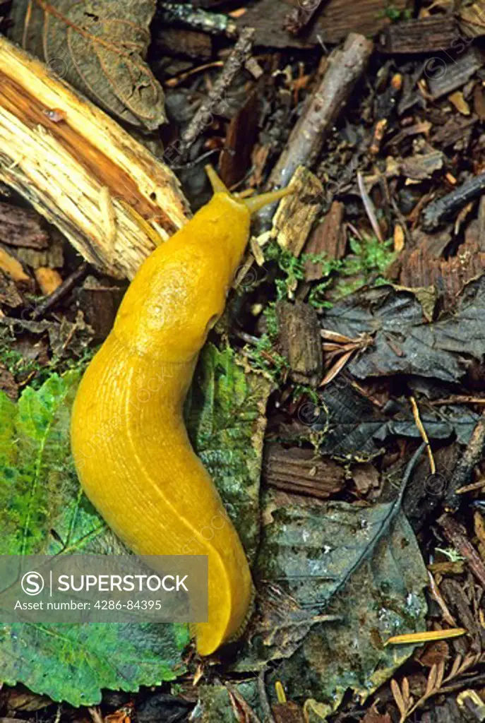 Banana slug crawling on forest floor, Prairie Creek Redwoods State Park, California