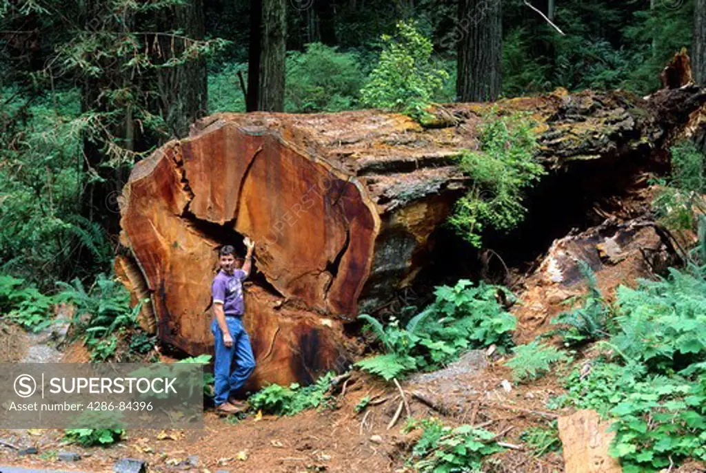 Man posing at fallen fresh cut huge redwood tree Prairie Creek Redwoods State Park, California