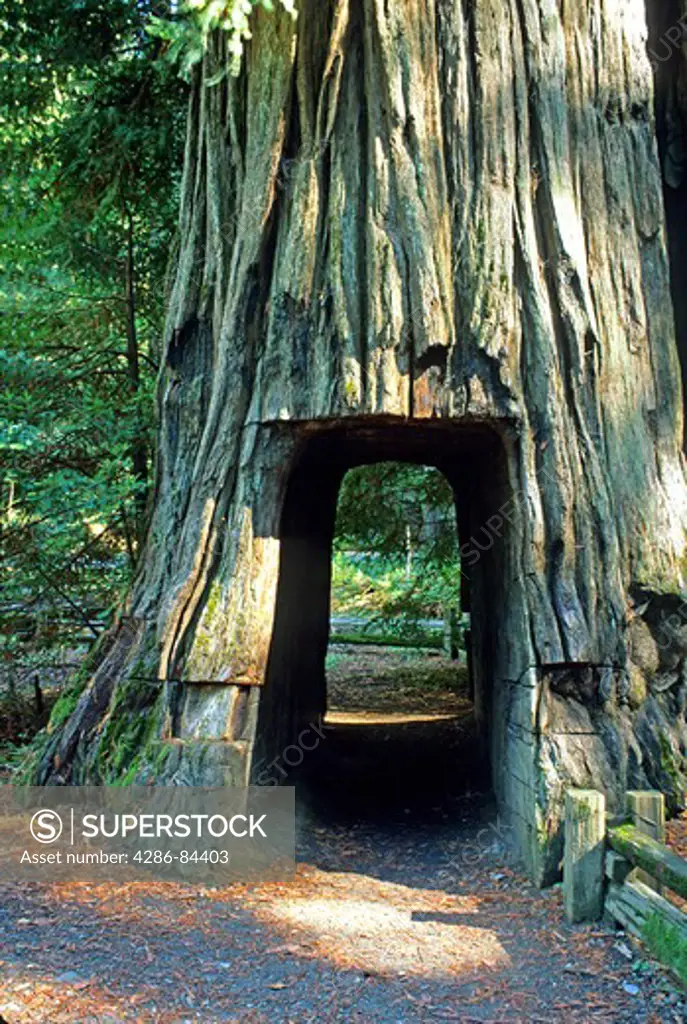 tunnel through tree Humboldt Redwoods State Park California