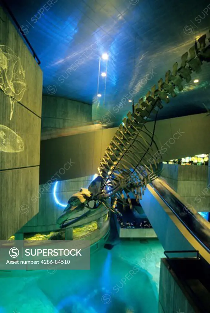 Right whale skeleton inside National Aquarium,  Baltimore, Maryland