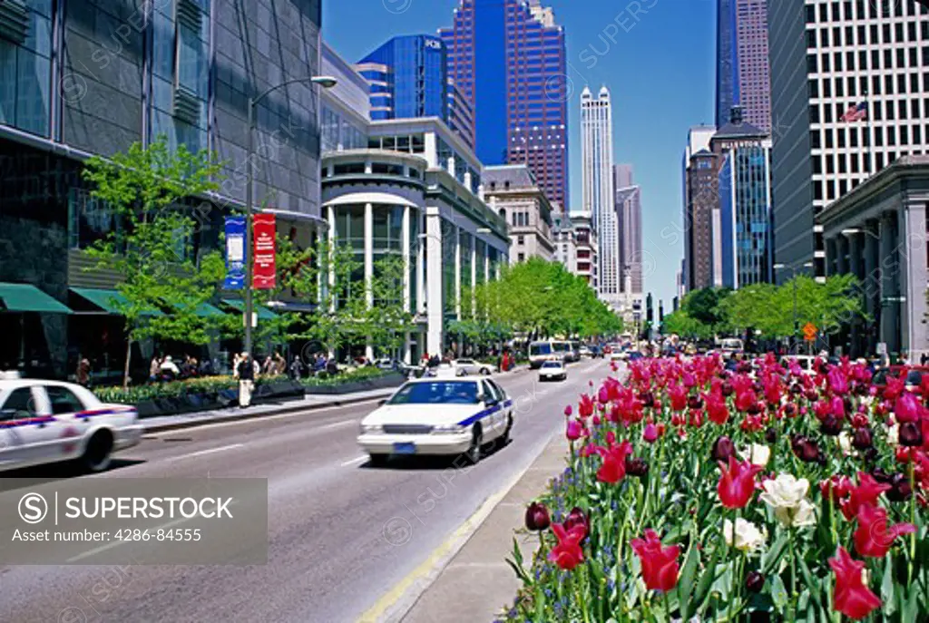 traffic and spring tulips on Michigan Avenue Magnificent Mile downtown Chicago Illinois
