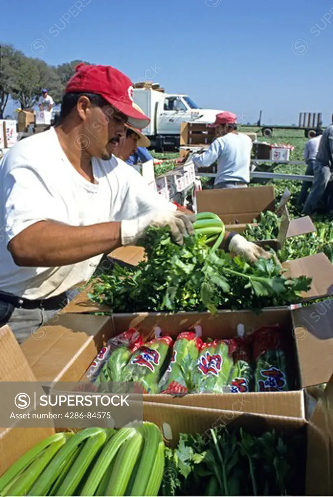 Migrant workers harvesting celery, Brawley California