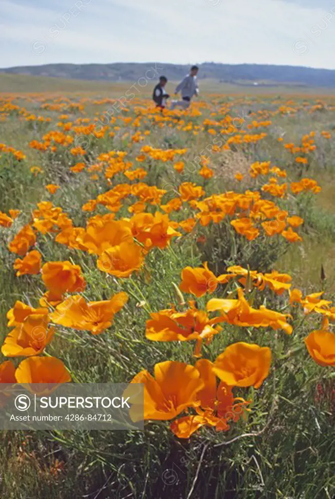People walking in poppy fields Antelope Valley California
