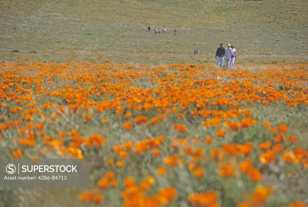 people walking Antelope Valley Poppy Preserve California