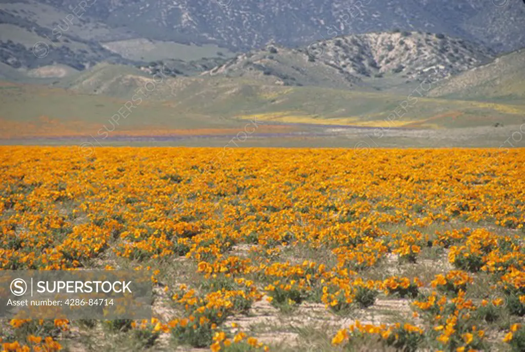 Antelope Valley Poppy Preserve California