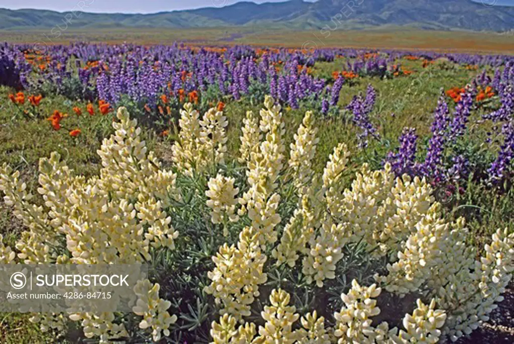 Antelope Valley Poppy Preserve California