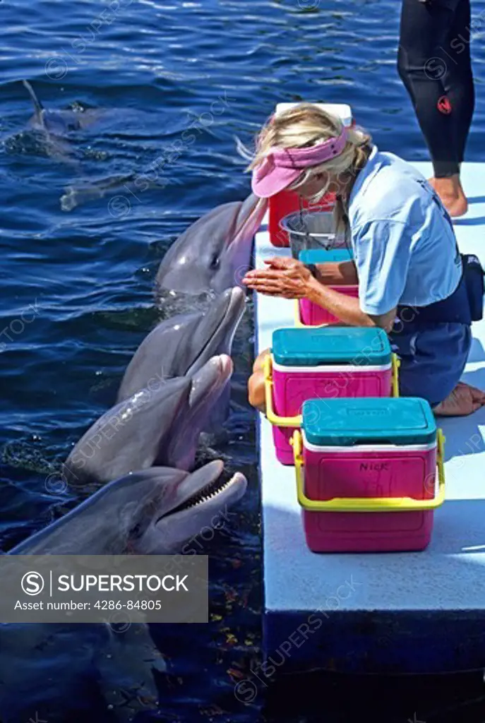 Trainer with dolphins Theater of the Sea Islamorda Florida Keys