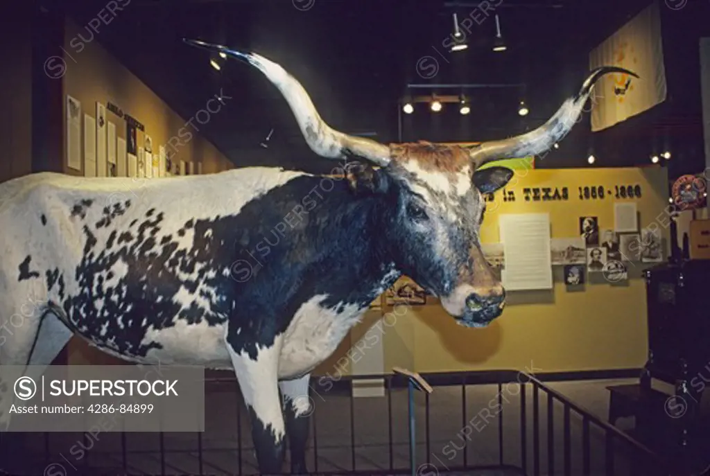 longhorn steer exhibit Institute of Texan Cultures San Antonio Texas