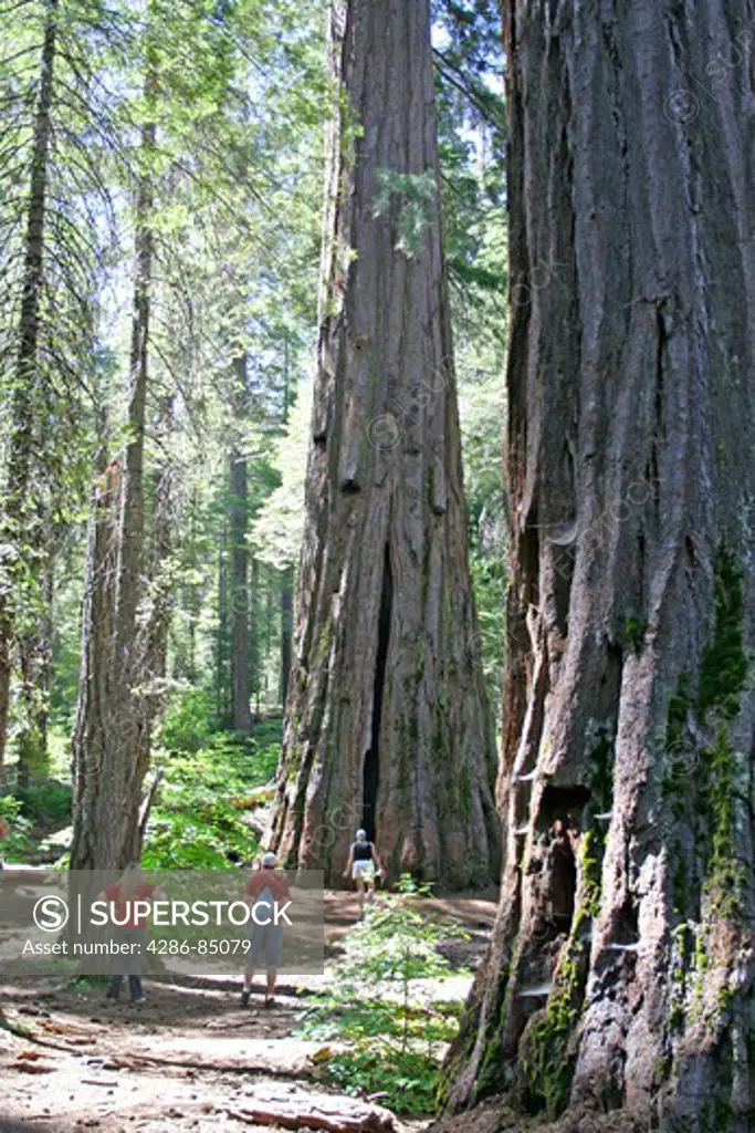 Released people hiking around giant sequoia trees in The South Grove trail in Calaveras Big Trees State Park California