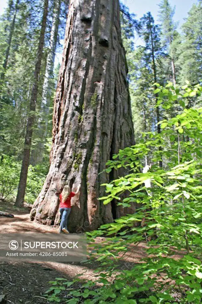 Released girl at bass of giant sequoia tree in The South Grove trail in Calaveras Big Trees State Park California