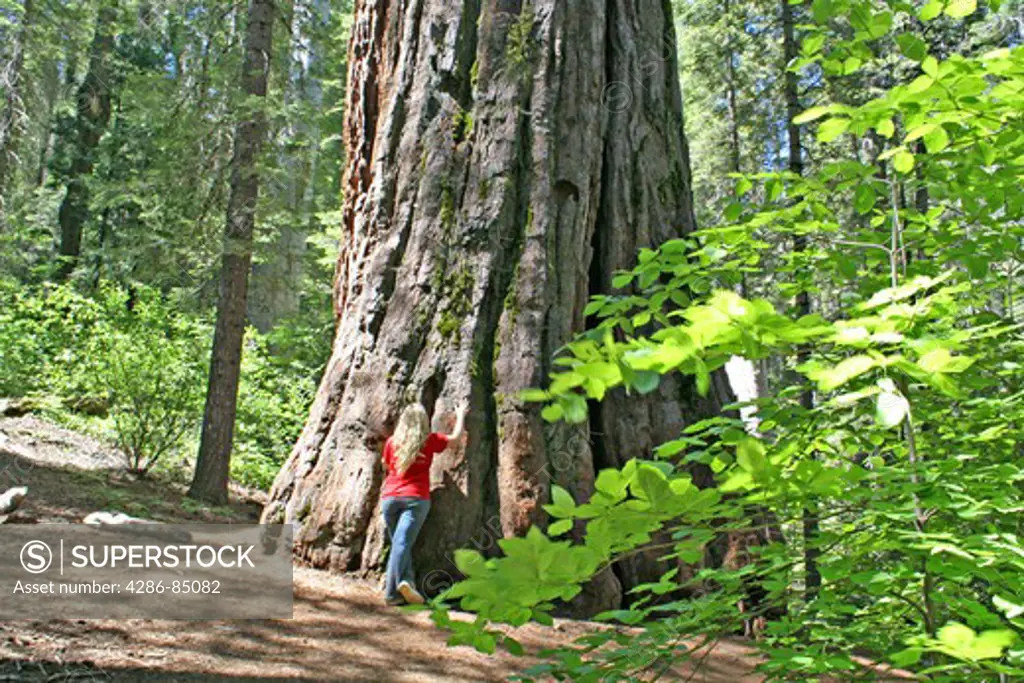 Released girl at base of giant sequoia tree in The South Grove trail in Calaveras Big Trees State Park California