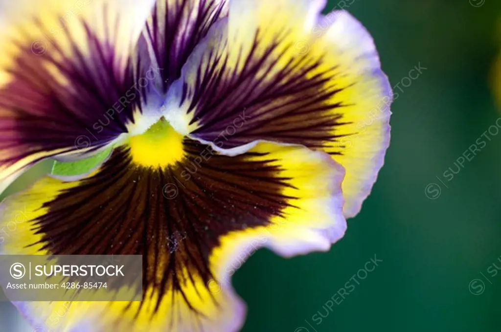 Pansy or Viola flower