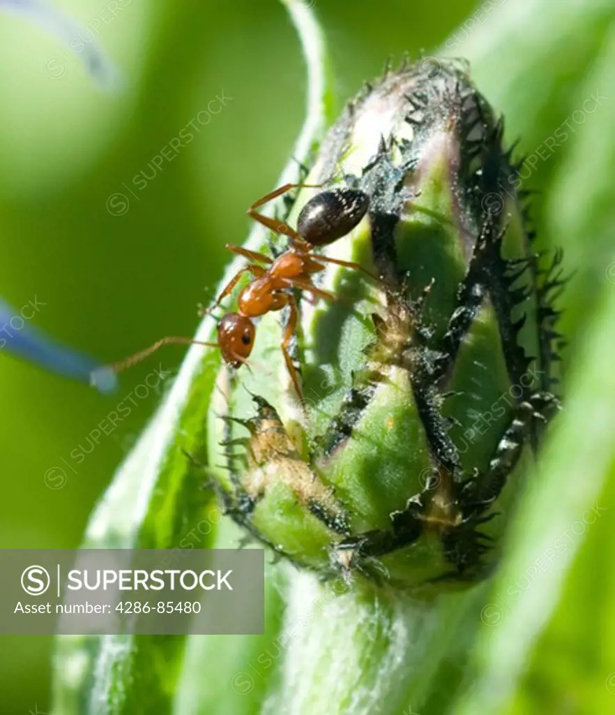 Ant on bud of Peony flower
