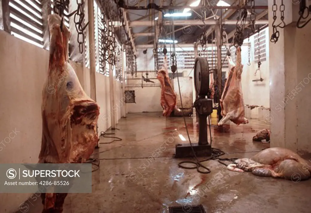 slaughterhouse, with cows hanging and entrails, Antigua, Carribean