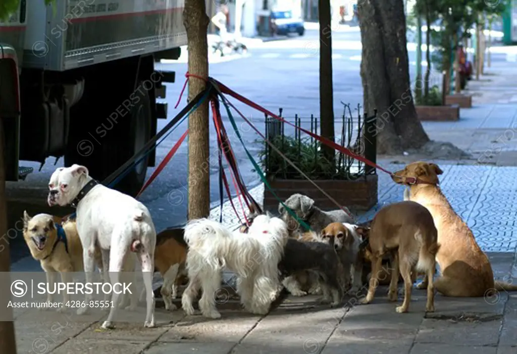 dogs being walked by a professional dog walker, tied up temporarily to a tree, Palermo District, Buenos Aires  -  Marty Heitner
