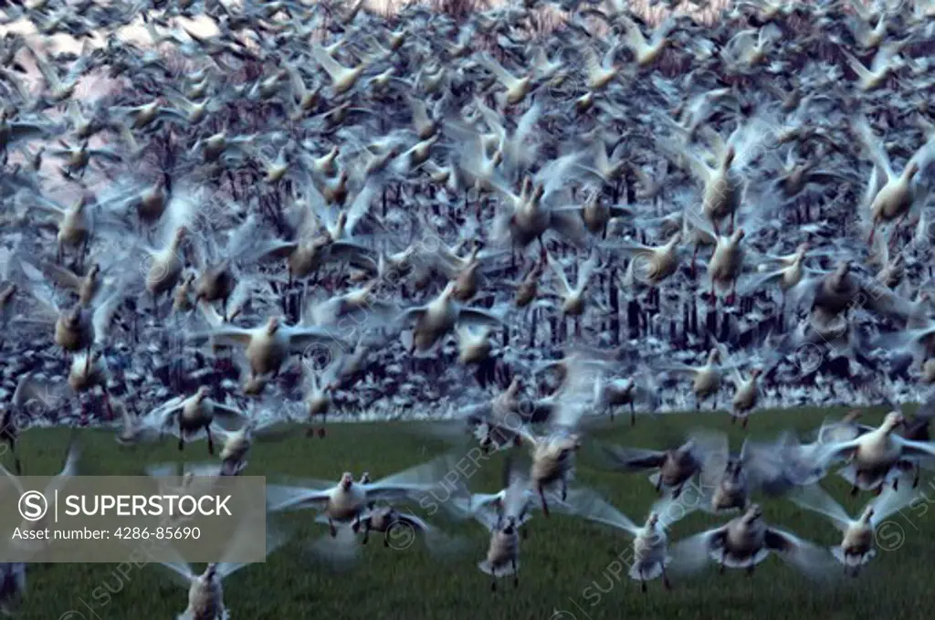 snow geese-bombay hook nwr-delaware-november-2008