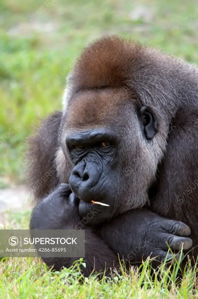 western lowland gorilla-2008