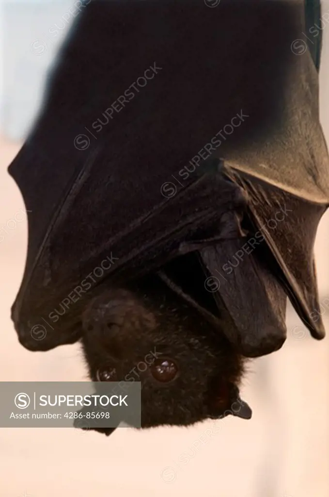 malaysian flying fox fruit bat-pteropus vampyrus-world's largest bat-2009