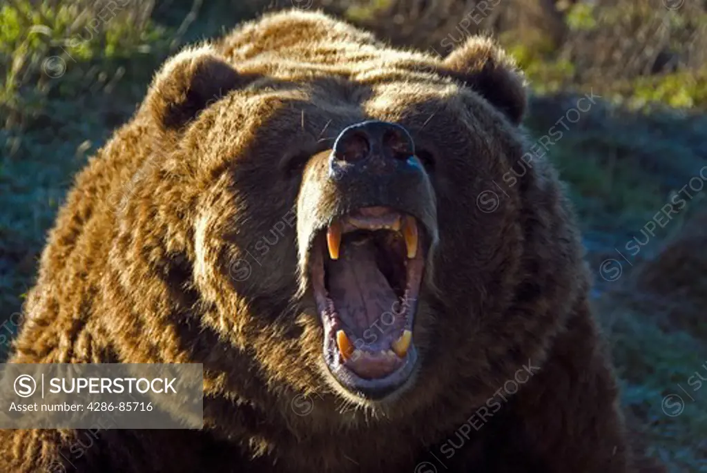 grizzly bear-ursus arctos-2007