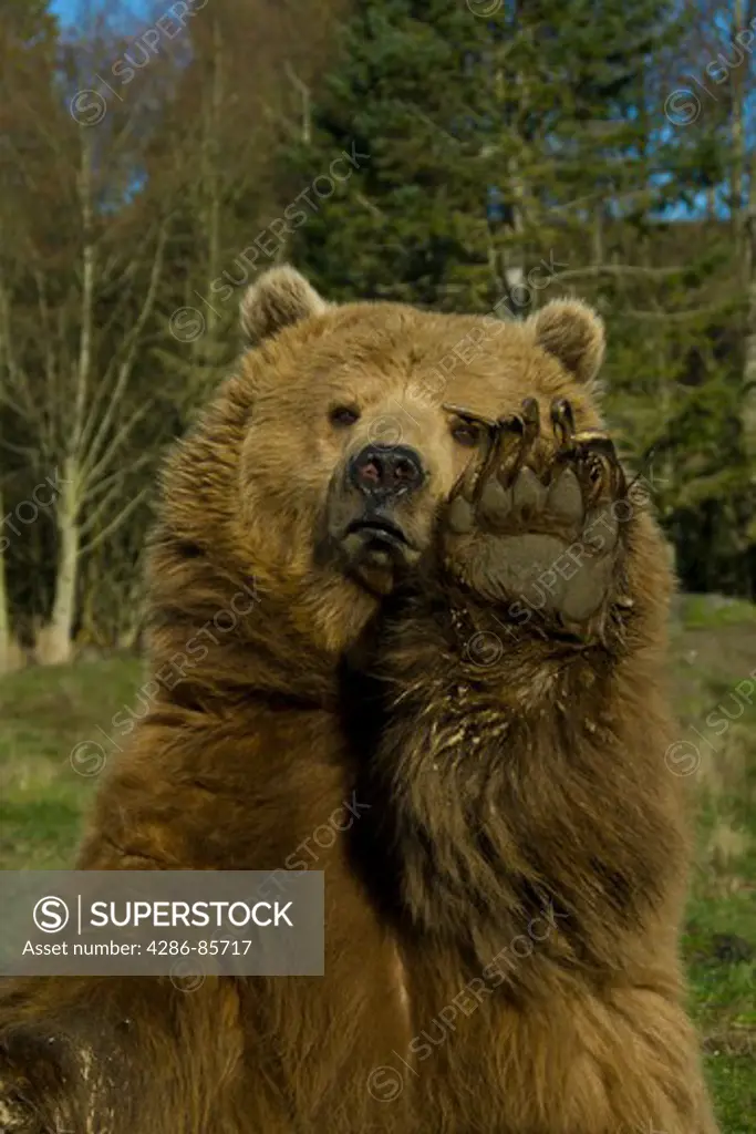 grizzly bear-ursus arctos-2007