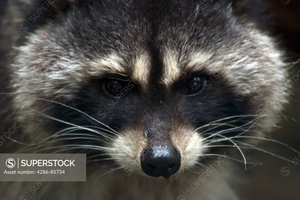 raccoon-2007