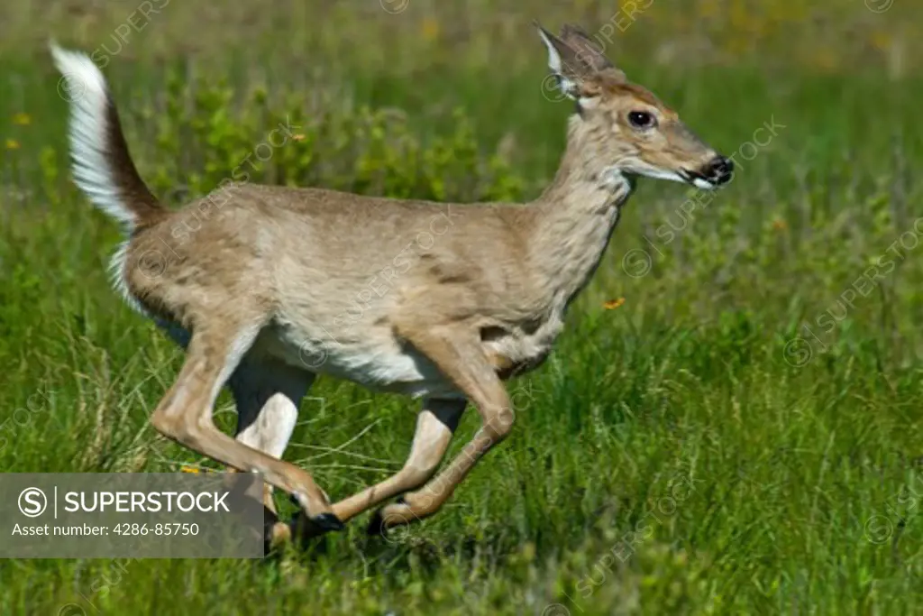 whitetail deer-odocoileus virginianus-shenandoah national park-virginia-spring-2008