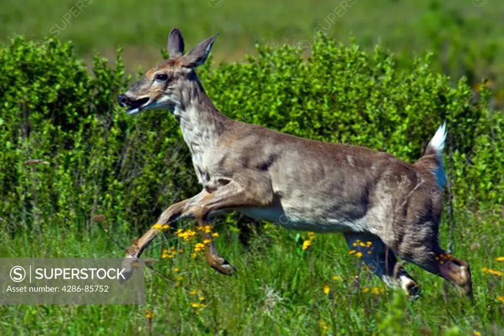 whitetail deer-odocoileus virginianus-shenandoah national park-virginia-spring-2008