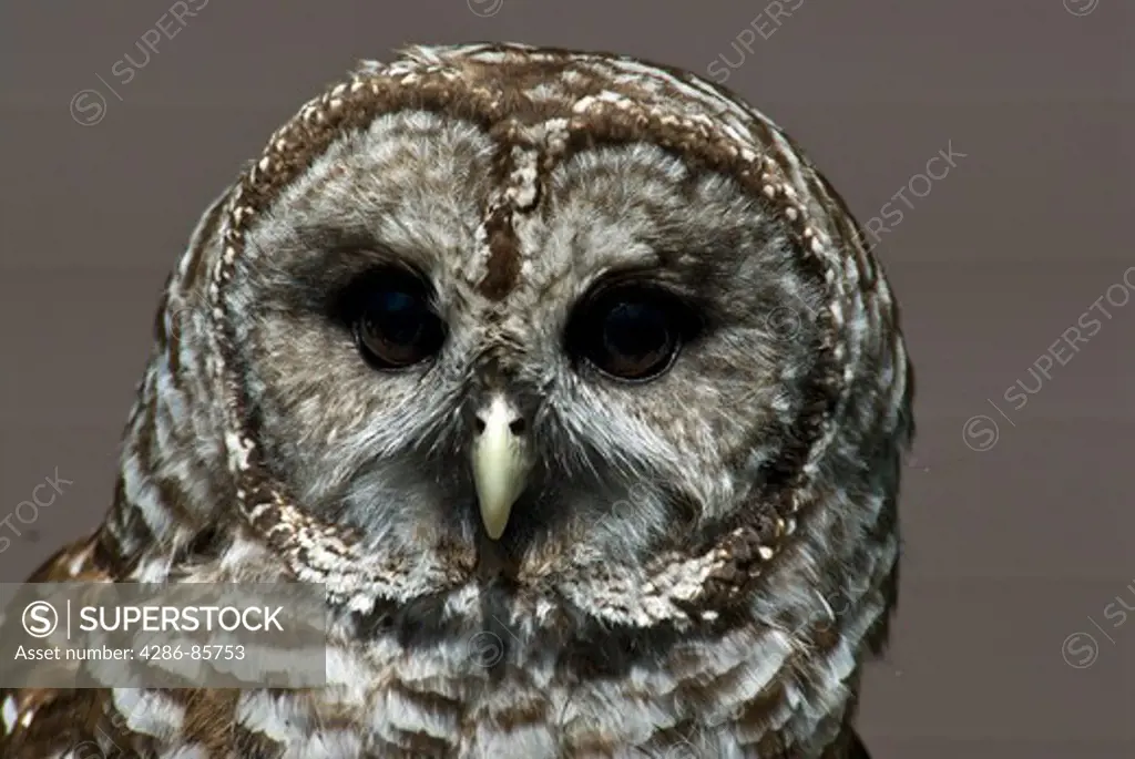 barred owl-strix varia-shenandoah national park-virginia-2008