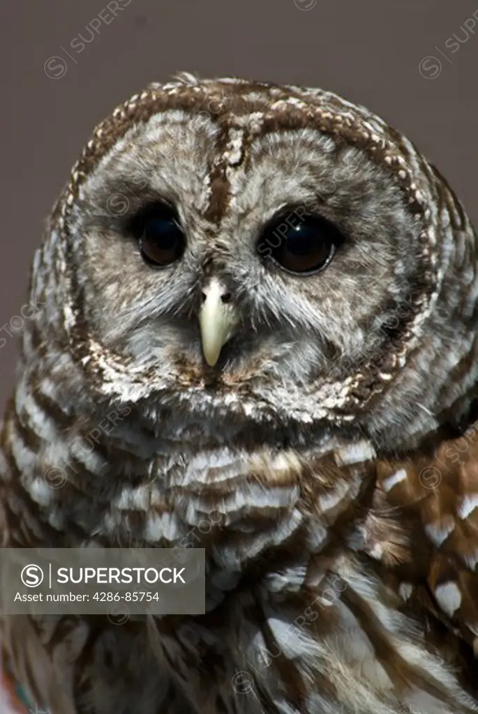 barred owl-strix varia-shenandoah national park-virginia-2008