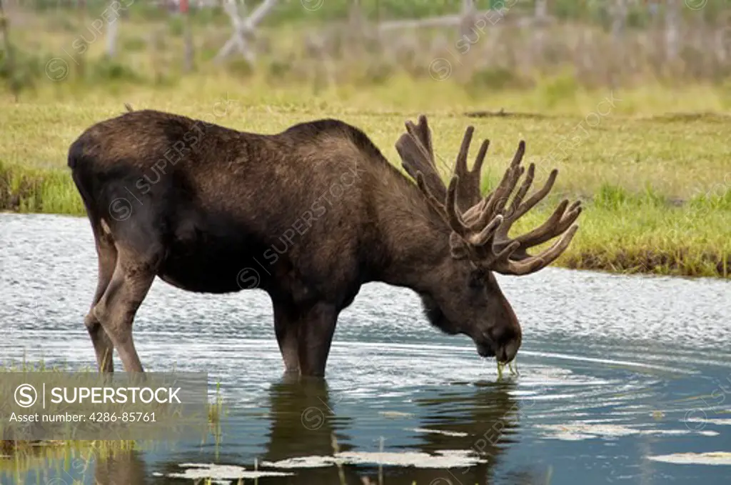 moose-alces alces-alaska-2008
